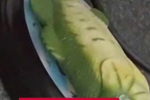 賽后一位記者送阿隆索一條魚，嘴里不停喊Hala馬德里