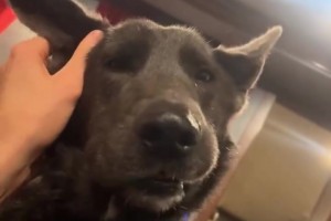 一房一車一狗！切特分享生活日常！